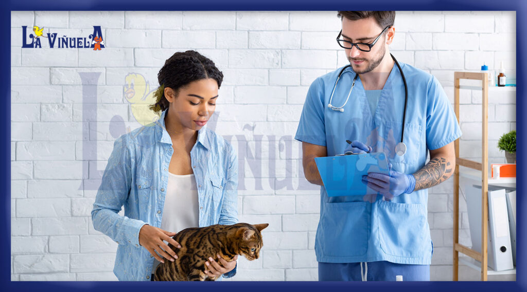 Consejos para llevar al gato al veterinario