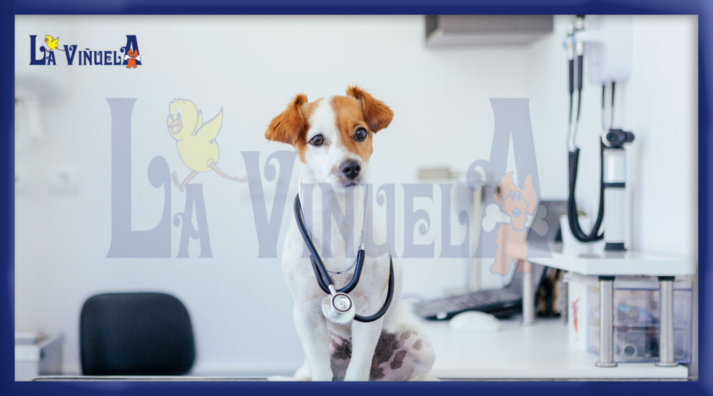 Cuáles son los servicios veterinarios