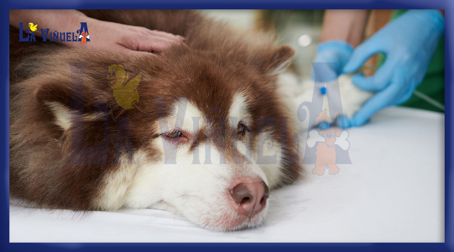 Cómo bajar la fiebre en perros - Centro Veterinario La Viñuela
