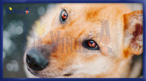 Qué significan los ojos rojos en perros