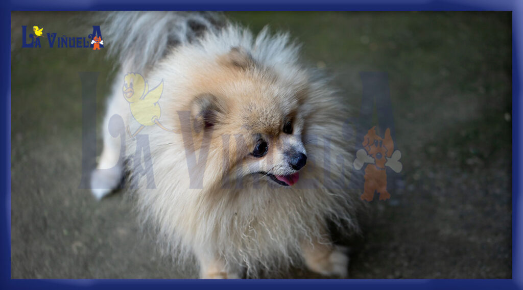 Tipos de Pomerania perros